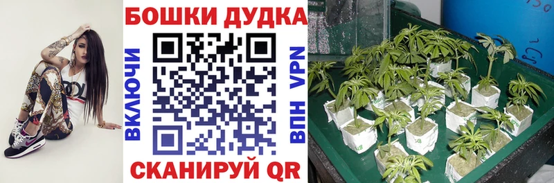 Что такое Грайворон Гашиш  КОКАИН  Меф мяу мяу  Конопля 